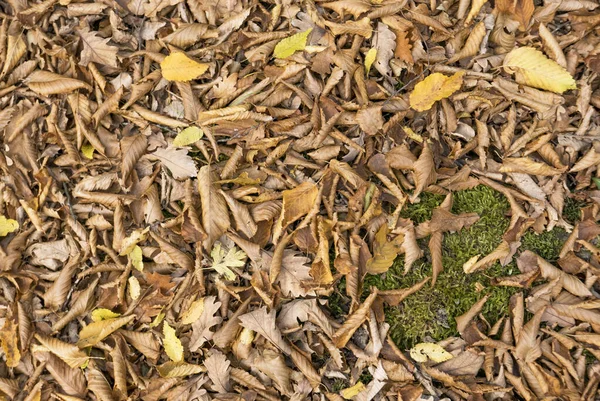 Outono Folhas Amareladas Caídas — Fotografia de Stock