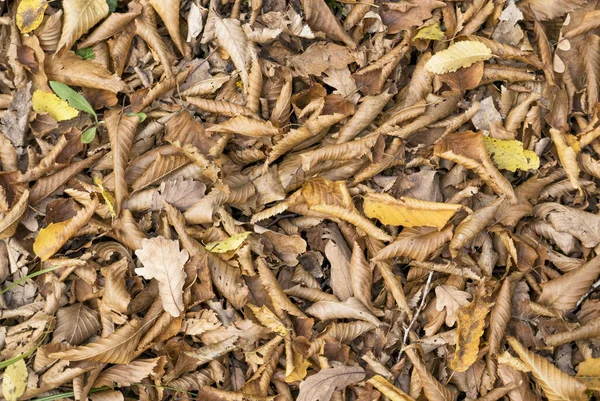 Autumn Yellowed Fallen Leaves — Stock Photo, Image