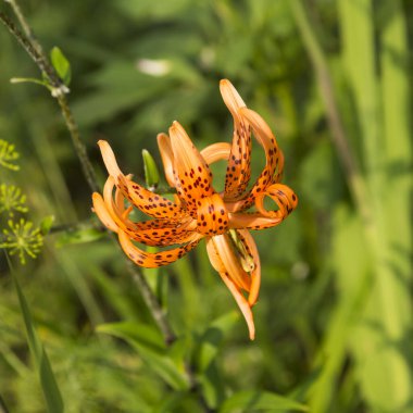 Bahçedeki zambaklar.