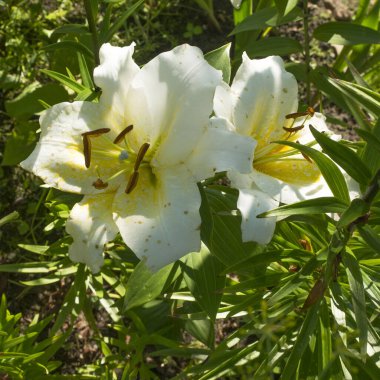 Bahçedeki zambaklar