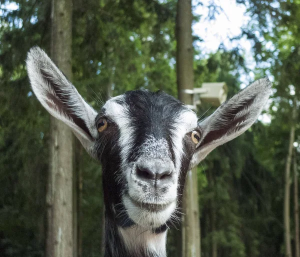 Foto Uma Cabra Atrás Uma Cerca — Fotografia de Stock