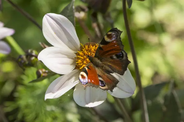 Skład Kwiatem Motylem — Zdjęcie stockowe