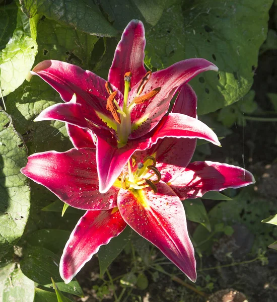 Red and white lily in the garden.
