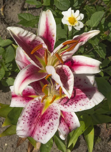 Red and white lily in the garden.