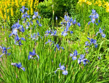 Bahçe çiçeklerinin bileşimi. Iris 'in Fotoğrafı.
