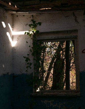 Ormanda terk edilmiş bir ev..