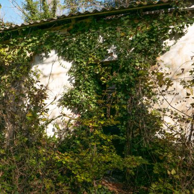 Ormanda terk edilmiş bir ev..