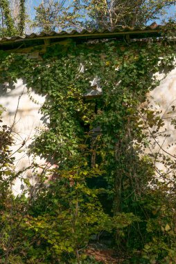 Ormanda terk edilmiş bir ev..