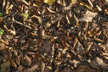 Sonbahar. Sarı ve dökülen yapraklar.