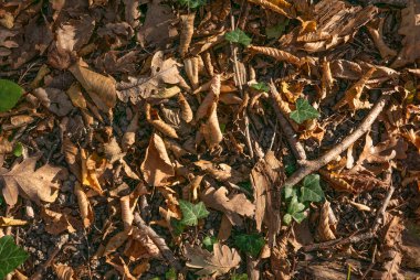 Sonbahar. Sarı ve dökülen yapraklar.