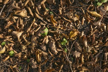 Sonbahar. Sarı ve dökülen yapraklar.
