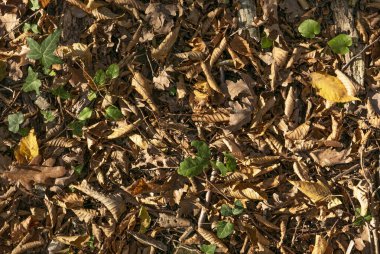 Sonbahar. Sarı ve dökülen yapraklar.