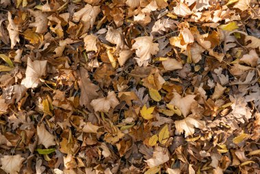 Sonbahar. Sarı ve dökülen yapraklar.