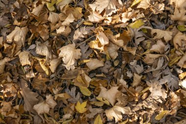 Sonbahar. Sarı ve dökülen yapraklar.