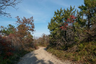 Güney ormanında toprak yol.