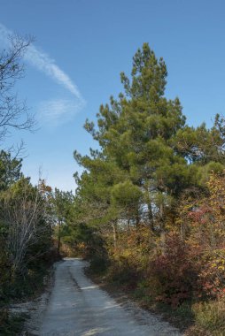 Güney ormanında toprak yol.