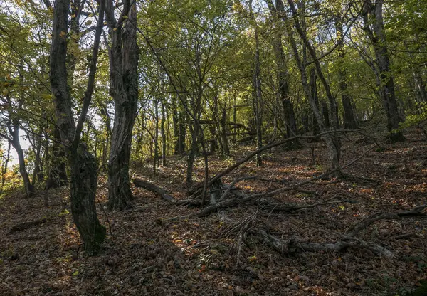 Foresta Sulla Costa Del Mar Nero — Foto Stock