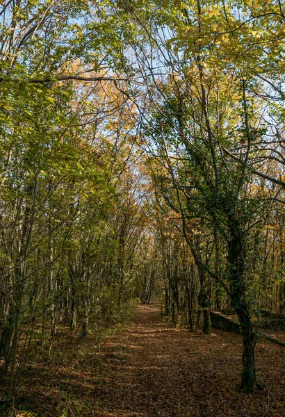 Karadeniz Kıyısındaki Orman — Stok fotoğraf