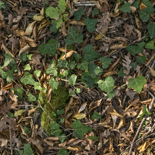 Outono Folhas Amareladas Caídas — Fotografia de Stock