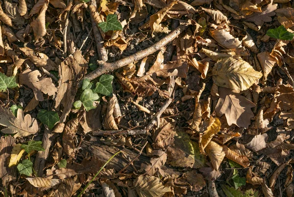 Autumn Yellowed Fallen Leaves — Stock Photo, Image