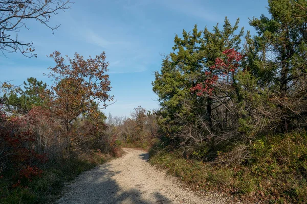 Chemin Terre Dans Forêt Sud — Photo