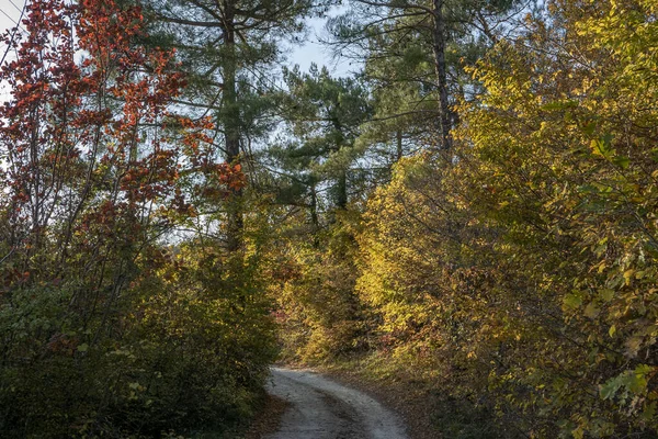 Strada Sterrata Nella Foresta Meridionale — Foto Stock