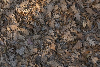 Sonbahar. Sarı ve dökülen yapraklar.