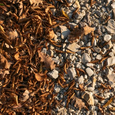 Sonbahar. Sarı ve dökülen yapraklar.