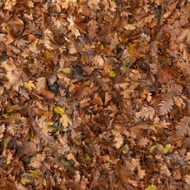 Sonbahar. Sarı ve dökülen yapraklar.