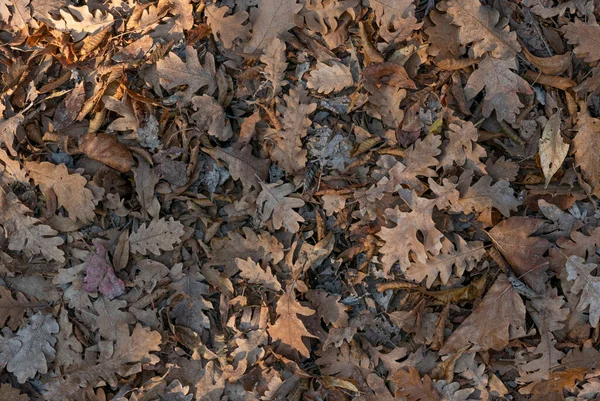 Outono Folhas Amareladas Caídas — Fotografia de Stock