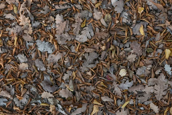 Hösten Gulaktiga Och Fallna Blad — Stockfoto