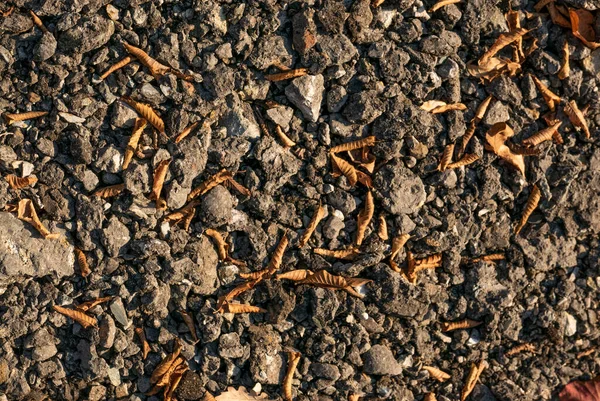 Folhas Caídas Pedras Cinzentas — Fotografia de Stock