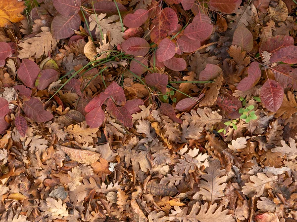 Herbst Vergilbte Und Gefallene Blätter — Stockfoto