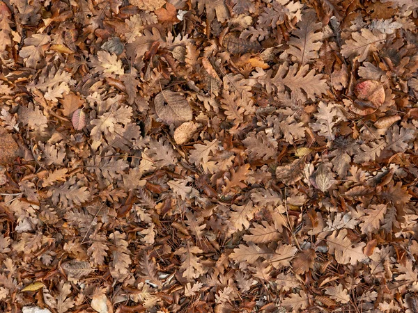 Hösten Gulaktiga Och Fallna Blad — Stockfoto