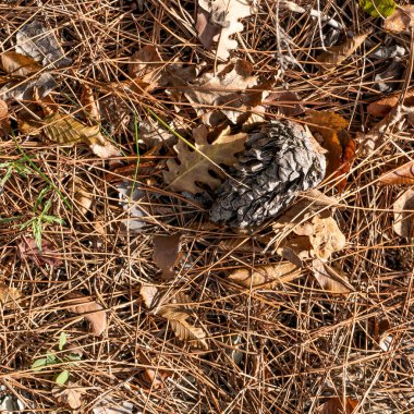 Sonbahar. Sarı ve dökülen yapraklar.