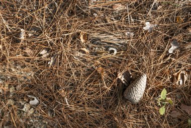 Sonbahar. Sarı ve dökülen yapraklar.