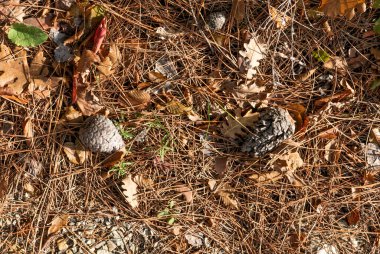 Sonbahar. Sarı ve dökülen yapraklar.