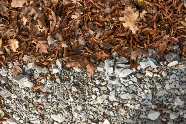 Sonbahar. Sarı ve dökülen yapraklar.