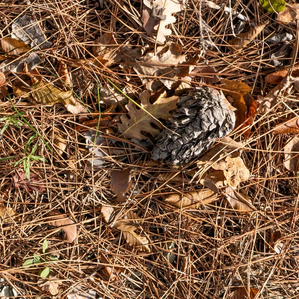 Sonbahar. Sarı ve dökülen yapraklar.