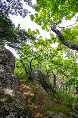 - Rusya. Primorye. Nakhodka yakınlarındaki ormanda.. 