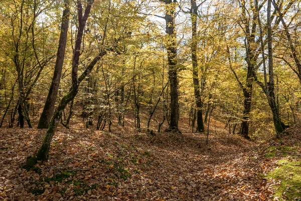 Rosja Krasnodarski Region Jesienny Widok Lasu — Zdjęcie stockowe