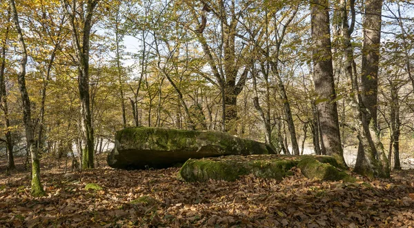 Rússia Região Krasnodar Dolmen Floresta Perto Aldeia Pshada — Fotografia de Stock