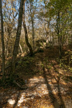 - Rusya. Krasnodar bölgesi. Dolmen, Pshada köyünün yakınındaki ormanda.. 
