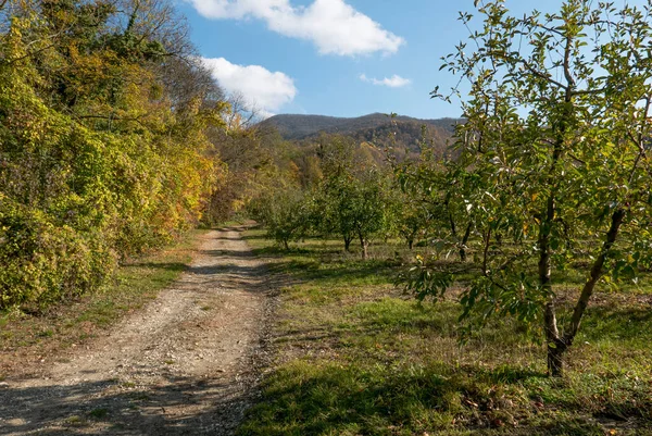 Rusia Región Krasnodar Camino Tierra Junto Huerto Manzanas —  Fotos de Stock