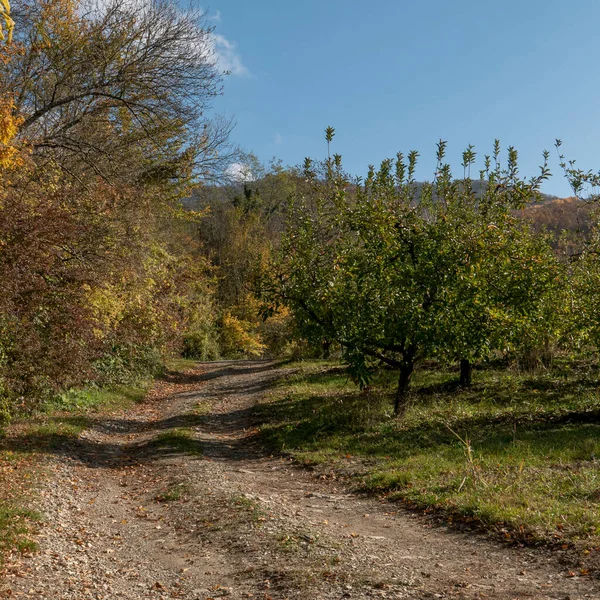 Rusia Región Krasnodar Camino Tierra Junto Huerto Manzanas —  Fotos de Stock