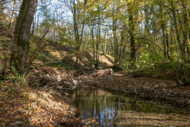 - Rusya. Krasnodar bölgesi. Sonbahar orman manzarası.    
