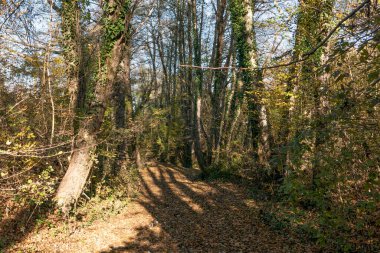 - Rusya. Krasnodar bölgesi. Sonbahar orman manzarası.   