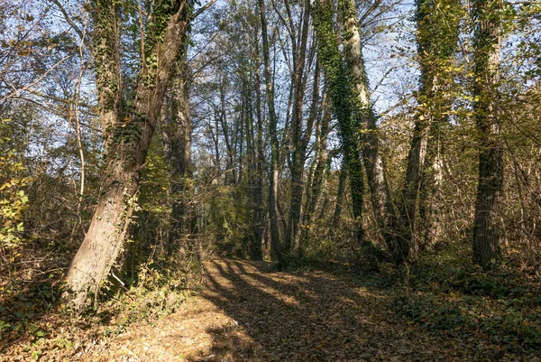 Rusya Krasnodar Bölgesi Sonbahar Orman Manzarası — Stok fotoğraf