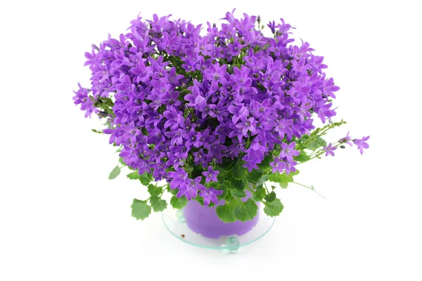 Campanula, flor do sino, violeta — Fotografia de Stock