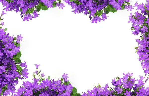 Campanula, Glockenblumen Hintergrund — Stockfoto